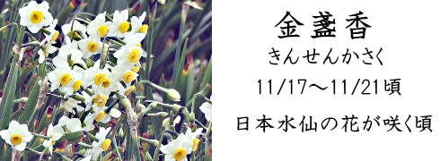 11月17日