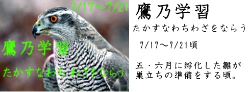 7月17日