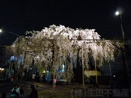 須賀神社のしだれ桜