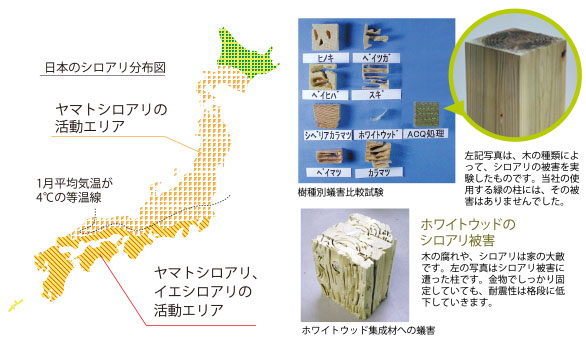 しろあり