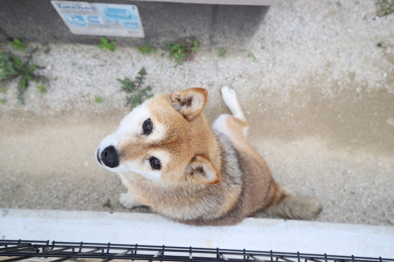 小田部1 上棟-29
