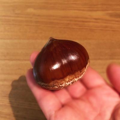 栗拾い様確認用 情報】実りの秋 栗拾い | epm不動産株式会社