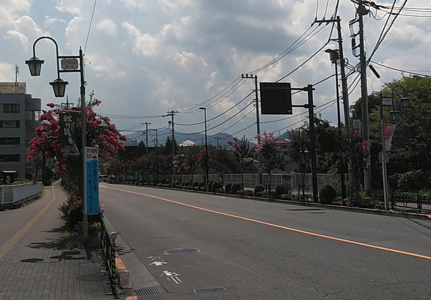 五日市の街路樹が満開です 大多摩開発株式会社 五日市の街路樹が満開です 大多摩開発株式会社
