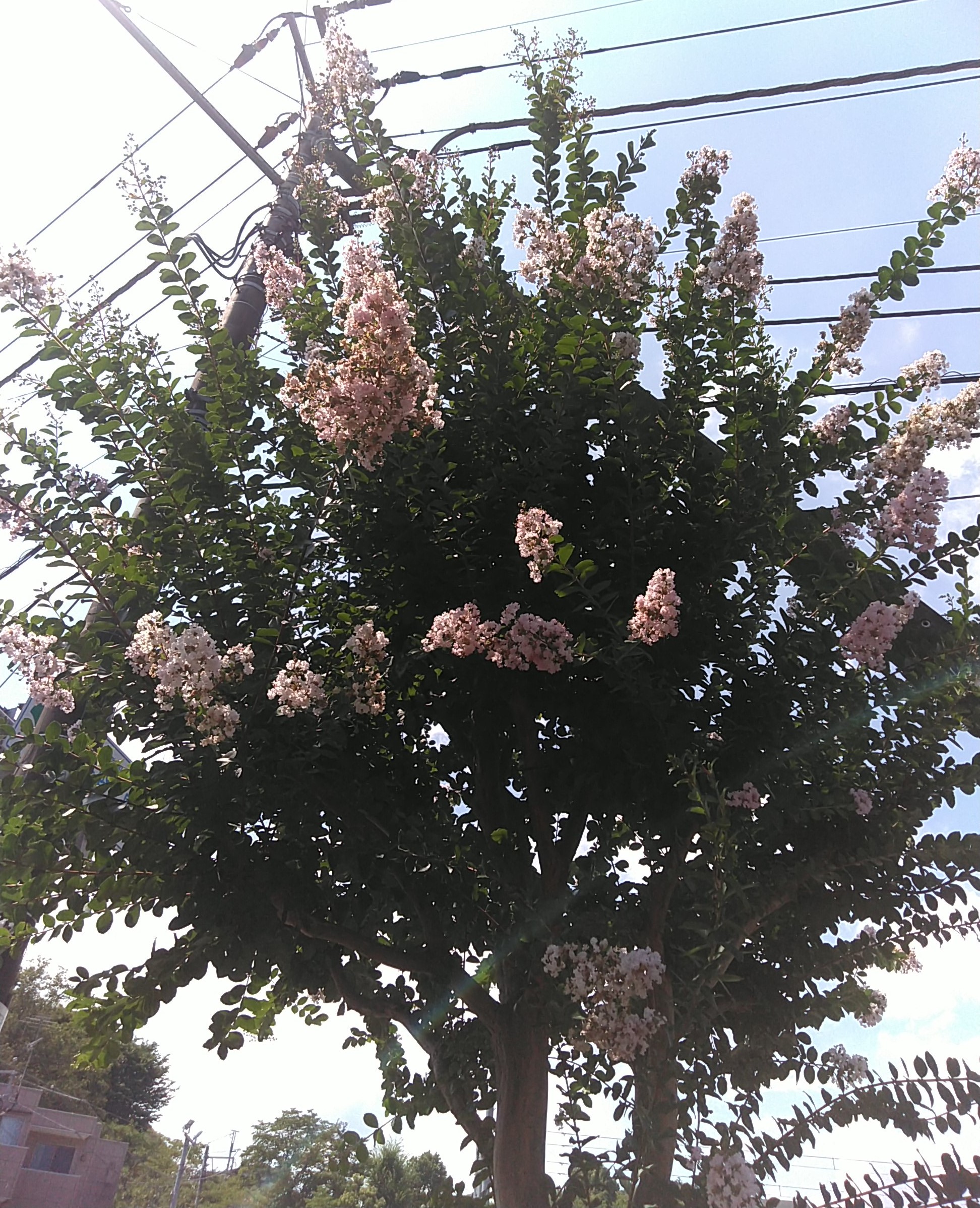 五日市の街路樹が満開です 大多摩開発株式会社 五日市の街路樹が満開です 大多摩開発株式会社