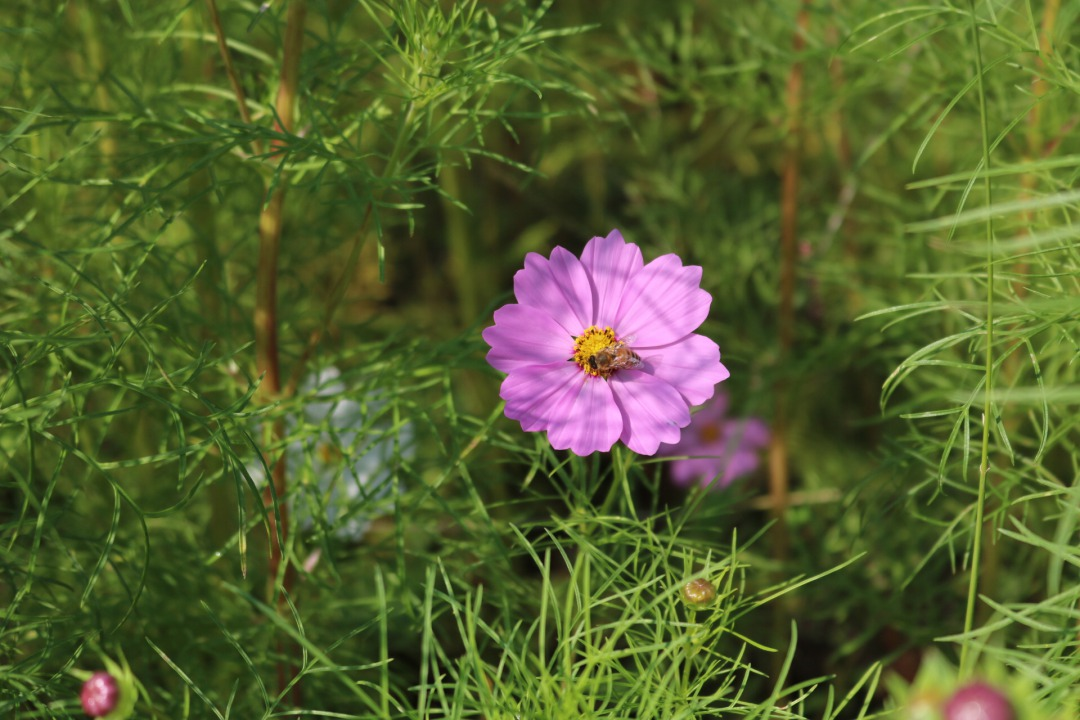 コスモス 株式会社成斗工務店