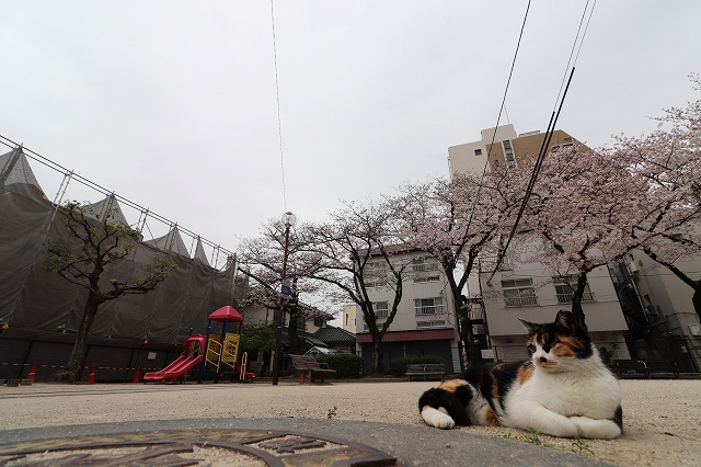 フローリッシュ桜花　2020.3.30