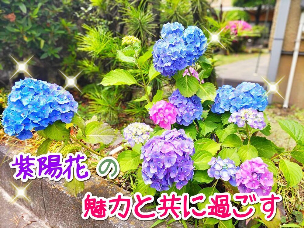 アジサイの魅力と共に過ごす 大成土地株式会社 アジサイの魅力と共に過ごす 大成土地株式会社
