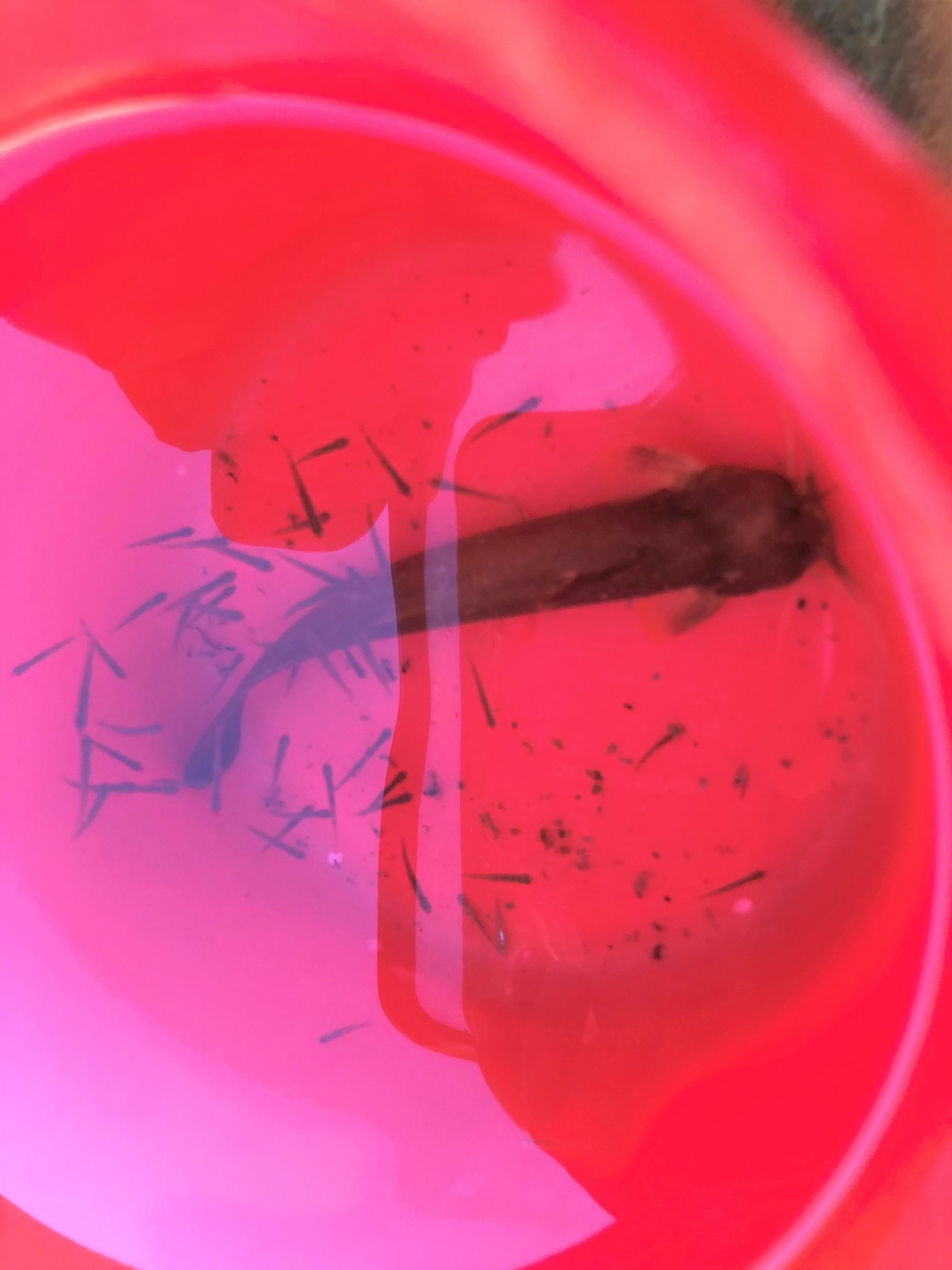 続 ドジョウですか ナマズですか アカザでした 愛媛県立医療技術大学周辺の物件情報は森松宅建