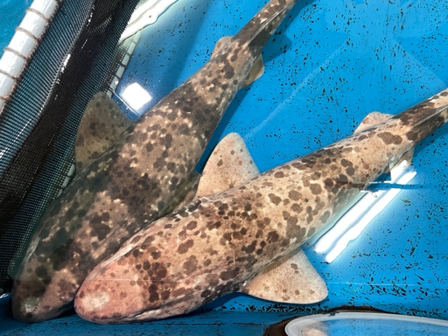 水族館　MARINETIME 🐟水族館🐟 | マスター不動産株式会社
