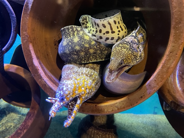 🐟水族館🐟 | マスター不動産株式会社