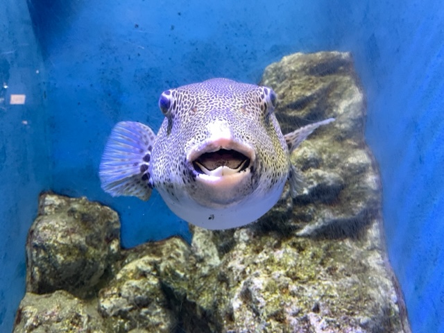 🐟水族館🐟 | マスター不動産株式会社