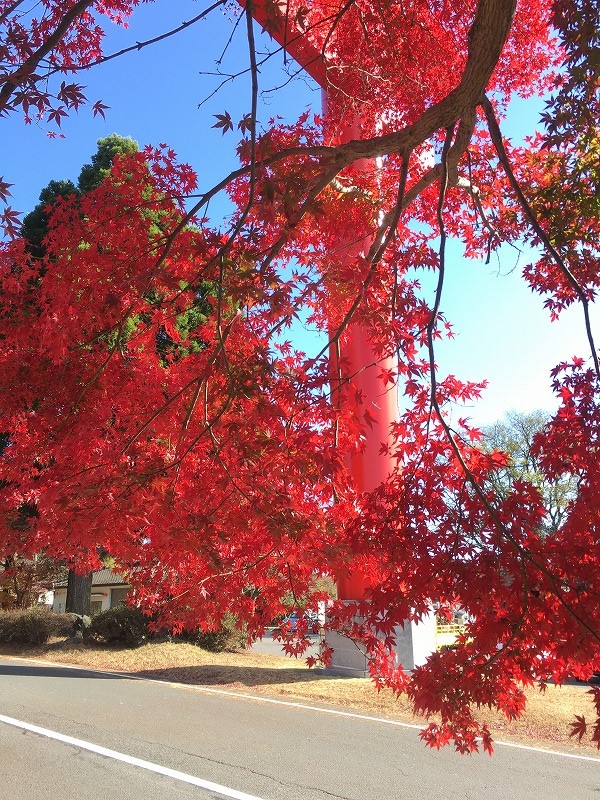 霧島神宮の紅葉 株式会社栄興住宅