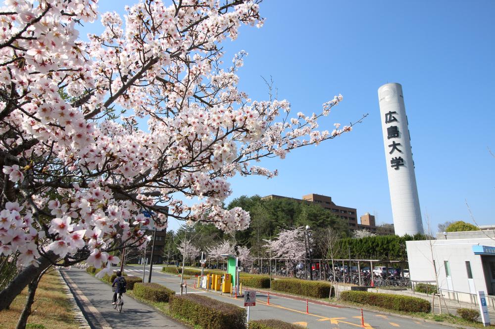 広島大学桜